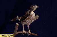 鳳頭蒼鷹藏品圖，第10張